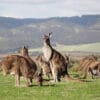 Kangaroo,Mob,Closeup,With,Hills,Background.,Aldinga,Scrub,Conservation,Park,